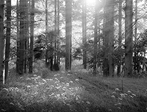 無(wú)機(jī)預(yù)涂板